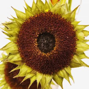 real life mandala sunflower mandalatober